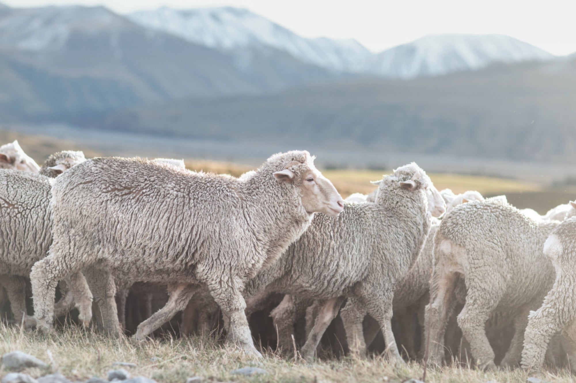 Is Merino Wool Ethical?