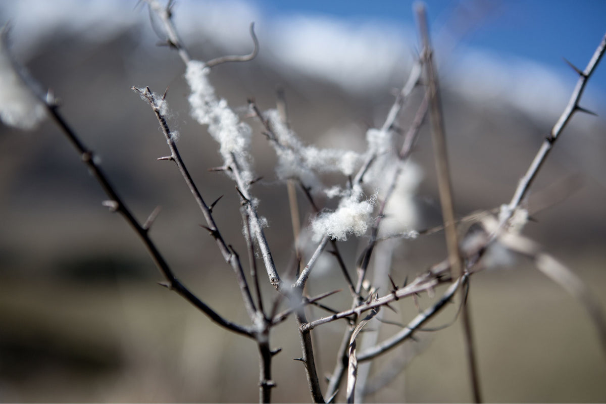 Is Merino Wool Itchy?
