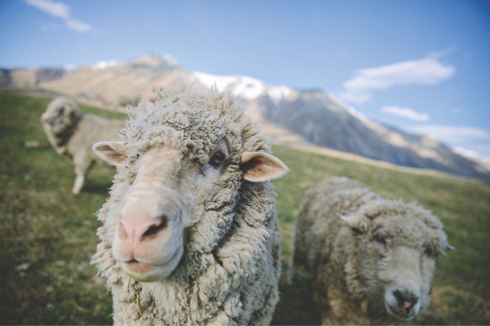 Introduction to Merino sheep