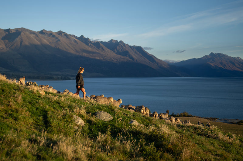 A person walking among sheep on a grassy hillside overlooking a large lake with mountains in the background under a blue sky.